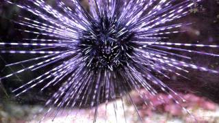 Sea Urchin Walks On Glass [upl. by Nyleimaj]