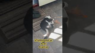 Tommy vs Catnip cats [upl. by Leesa872]