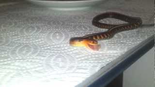 4 weeks old garter snake eating sardine [upl. by Yatnuahc]