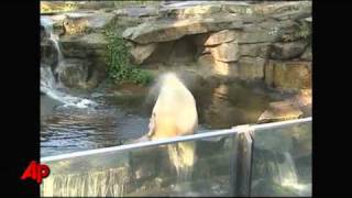 Expert German Celebrity Polar Bear Knut Drowned [upl. by Collyer554]