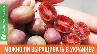 Можно ли КИВИ выращивать в Украине КИВИ И АКТИНИДИЯ  AgroMarketua [upl. by Enomes472]