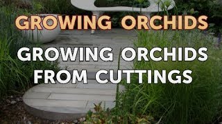 Growing Orchids From Cuttings [upl. by Reine]