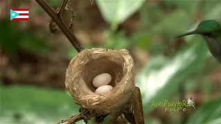 AVES ENDÉMICAS DE LAS ANTILLAS MAYORES  ENDEMIC BIRDS OF THE GREATER ANTILLES [upl. by Goldy]