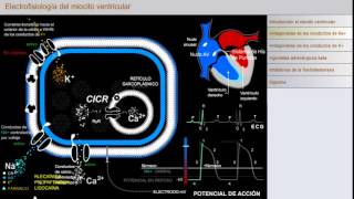 Electrofisiología del Miocito Ventricular [upl. by Valenza658]