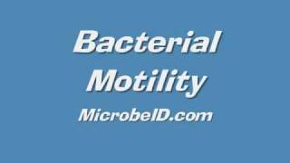 Bacteria Motility [upl. by Adnac]