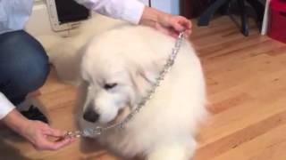 How To Put A Prong Collar On A Dog [upl. by Elohc]