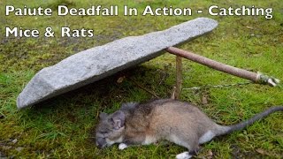 Paiute Deadfall Trap in Action Catching Rats and Mice Bushcraft Survival Skills [upl. by Adieren]