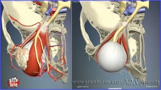 Eye orbit bones above  3D Human Anatomy  Organs [upl. by Oht]