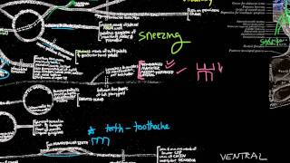 CN V  Trigeminal nerve anatomy and clinical aspects [upl. by Quartis]