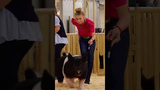 Krew and Karis Day 1 in hog showmanship at Cow Palace livestock show showpigs pigs [upl. by Chafee62]