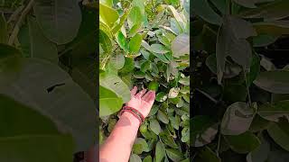 organic Lemon tree organic lemon 🍋plants ki duniya [upl. by Mauri]