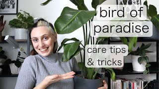 BIRD OF PARADISE INDOOR CARE  Strelitzia Reginae Tips amp Tricks [upl. by Ymmat]