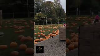 Reddish Vale farm Spooky Pumpkin festival Halloween pumpkinpicking pumpkins schoolbreak [upl. by Dnomsad]