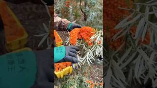 Fresh sea buckthorn fruit harvesting and cutting process [upl. by Ivgnout176]