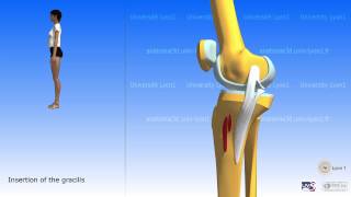 The sartorius and the muscles of the pes anserinus [upl. by Marmion]