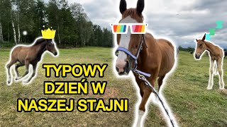 Typowy dzień w naszej stajni [upl. by Deehan]