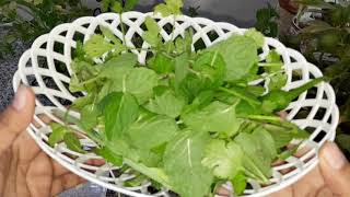 My Kitchen Garden And Dhaniya Pudinea Chatni Recipe Simple And Easy Coriander Mint Chutney [upl. by Ardnauqal]