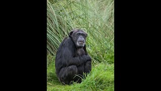 Chimpanzees at Borås Zoo in Sweden [upl. by Odranreb163]