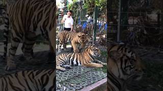 Me vs 2 HUGE Tigers 🐅 shorts [upl. by Atcliffe]