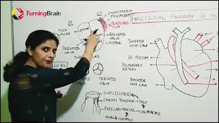 Heart Anatomy and Physiology [upl. by Matland]