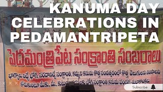 Kanuma Day Celebrations in Pedamantripeta  Pongal  Indian Festival Sankranthi  Indian Village [upl. by Turley928]