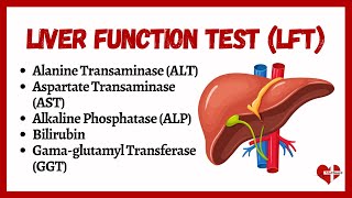 Liver Function Tests LFTs  liver function test interpretation  Animation  MultiLanguages [upl. by Debee55]