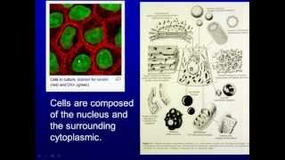 General Medical School Histology Intro to Cells Tissue and Microscopy Part 1 [upl. by Ranna971]