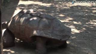 Aldabra Giant Tortoise [upl. by Allehs516]