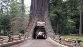 Driving Through 2 Huge Ancient Redwood Trees on the California Coast in a Mini Cooper Convertible [upl. by Otipaga]