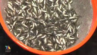 33 años de crianza y producción de peces para Coahuila y México [upl. by Callan844]