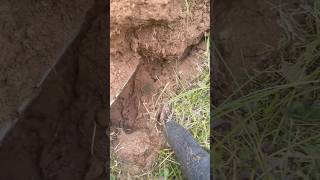 So NICE digging in SANDY SOIL metaldetecting shorts [upl. by Blackwell]