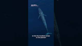 Is this the loneliest whale on Earth [upl. by Amrac]