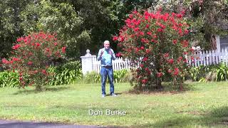 Bottlebrush love damp soils Burkes Backyard [upl. by Eeuqram658]