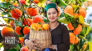 Persimmon Season In Kinnaur HP How To Make Dried Persimmons [upl. by Plume951]