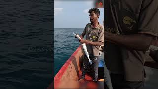 Sea Fish Catching Videos [upl. by Phene222]