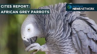 CITES species report African grey parrots [upl. by Vonny]