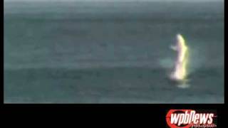 Caught On Tape Amazing Spinner Shark Jumps Out of water Florida [upl. by Reteid]