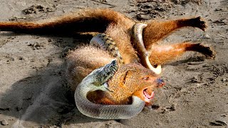 Unbelievable King Cobra Kills Mongoose With Powerful Bite  Mongoose Vs Snake [upl. by Alyakam]