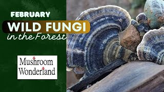 Wild Fungi in the Forest Feburary 2024 foray [upl. by Atnauqahs]