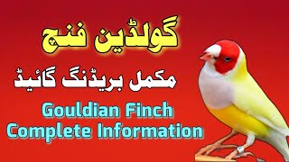 Gouldian finch Breeding  gouldian finch male and female [upl. by Enelyar]