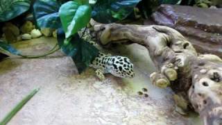 Leopard Gecko Eating HUGE Hornworm [upl. by Lombard]