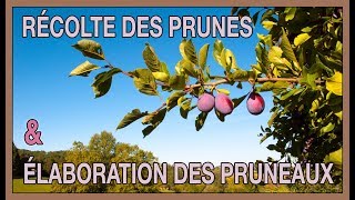 Récolte des prunes et élaboration des pruneaux [upl. by Dina]