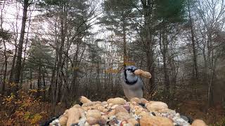 Cardinal Chickadee Blue Jays Woodpecker [upl. by Silera]