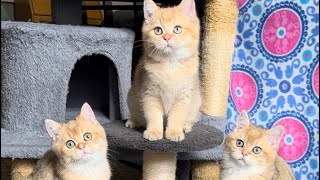 British Shorthair Kittens britishshorthairkittens bshkitten kittens cutecat kitties atlanta [upl. by Cinom]