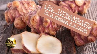 LES TOPINAMBOURS  De la plantation à la récolte [upl. by Lionel]