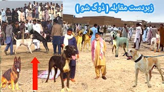 Pakistan Famous Dogs 🐕 Market Ka Surprise Visit  pk Animals [upl. by Ijies789]