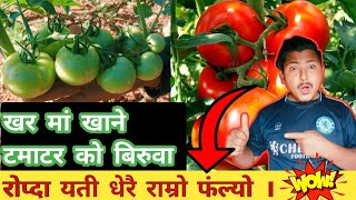 tomato FarmingTomato kheti in nepalGolveda kheti in Nepalगोलभेडा खेती कसरी गर्ने MinuBudha [upl. by Assener389]