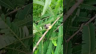 Cute Baby Sunbird birds wildlife nature [upl. by Eniortna]