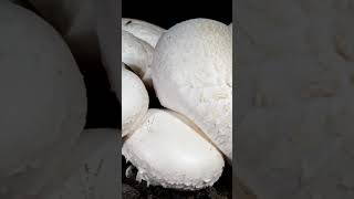 Wild fungi growshortsvideo humanitiessciencenaturalexplorationanimalenvironmentlifeoriginal [upl. by Peltz]