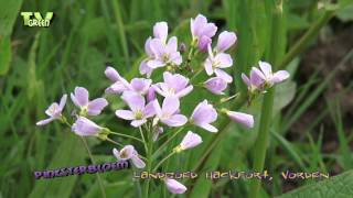 Cardamine pratensis  Cuckoo Flower  Pinksterbloem landgoed Hackfort [upl. by Jenkel987]